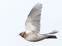 Fieldfare - Eddy Vaes - 23 October 2017