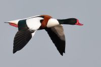 Shelduck - Tadorna tadorna - Eddy Vaes - 27 March 2018
