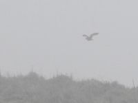 Woodcock - Scolopax rusticola - Will Scott - 11 April 2018